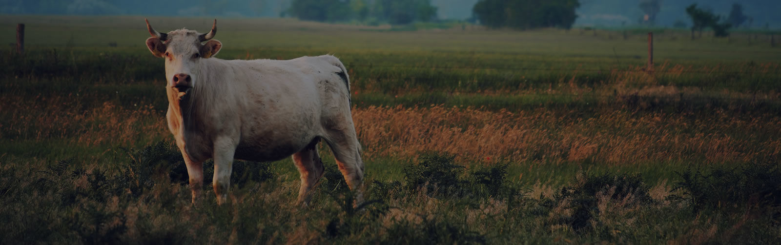 Buy ethical meat buy ethical meat